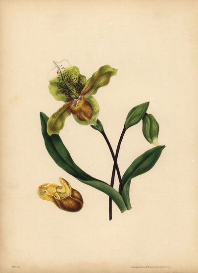 La zapatilla de dama noble, Cypripedium reginae, Semejanza de Unbekannt