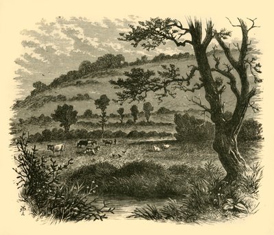 Thistledon, 1898 de Unbekannt
