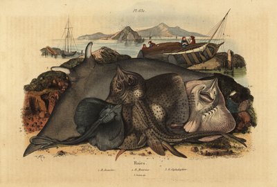 Raya espinosa, Raja clavata 1, raya nariz de vaca lusitana, Rhinoptera marginata 2, y raya diablo gigante, Mobula mobular 3, en peligro de Unbekannt