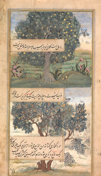 Tres Árboles de India, Folio de un Baburnama Autobiografía de Babur, finales del siglo XVI de Unbekannt