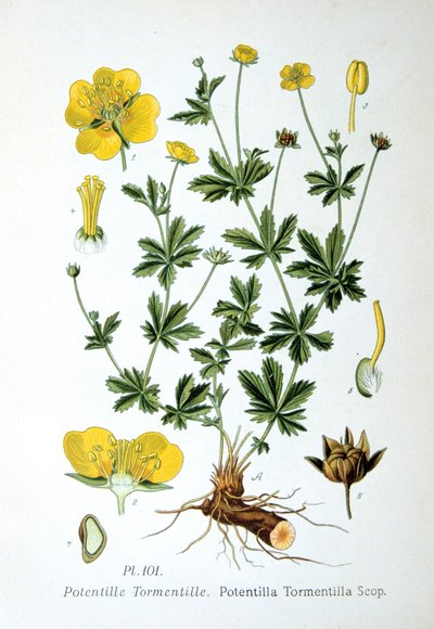 Tormentila, 1893 de Unbekannt