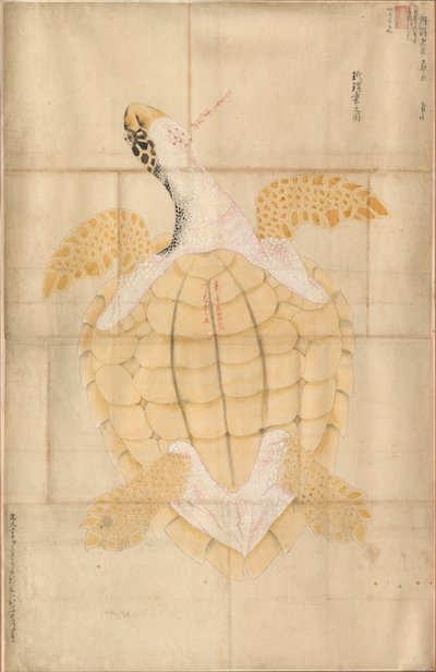 Tortuga, siglo XVIII de Unbekannt