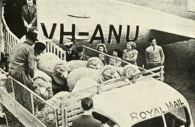 Transporte de carneros premiados por aire, c. 1948 de Unbekannt