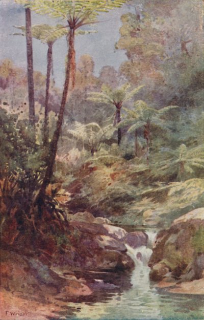 Helechos arbóreos, 1923 de Unbekannt