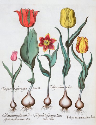Tulipanes de Unbekannt