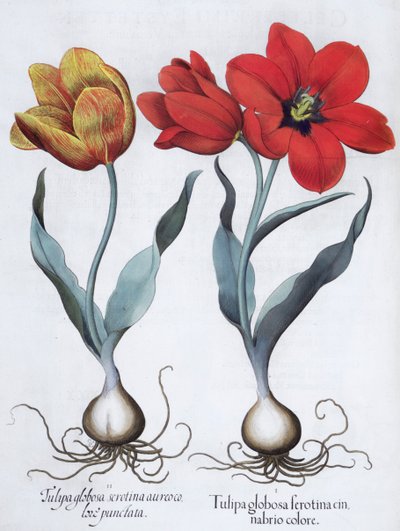 Tulipanes, 1613 de Unbekannt