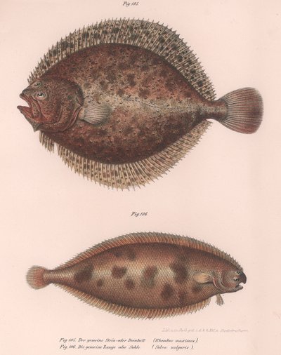 Rodaballo, Rhombus maximus, Lenguado común Solea vulgaris, c.1850s de Unbekannt