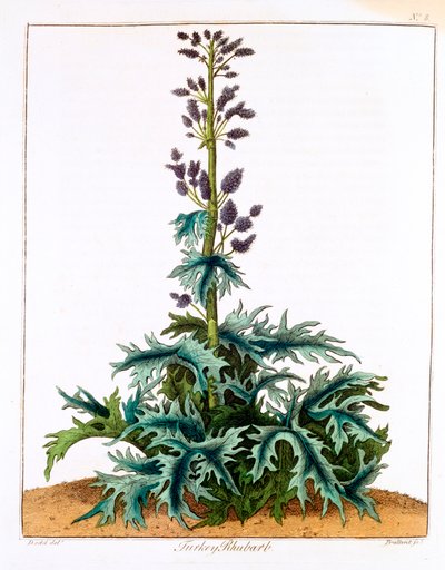 Ruibarbo de Turquía, 1798 de Unbekannt