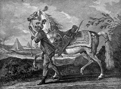 Caballo árabe turco, 1722-1938 de Unbekannt
