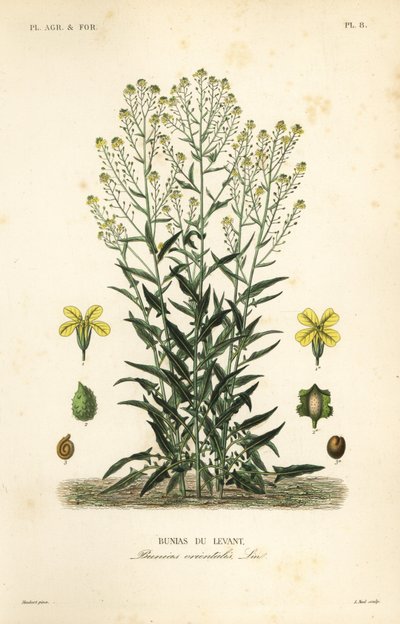 Col rizada turca o cohete turco, Bunias orientalis, Bunias de Levant de Unbekannt
