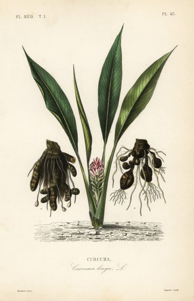 Cúrcuma, Curcuma longa de Unbekannt