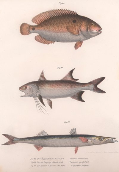 Bimaculus de dos puntos, Redfin africano, Barracuda común, c. 1850s de Unbekannt