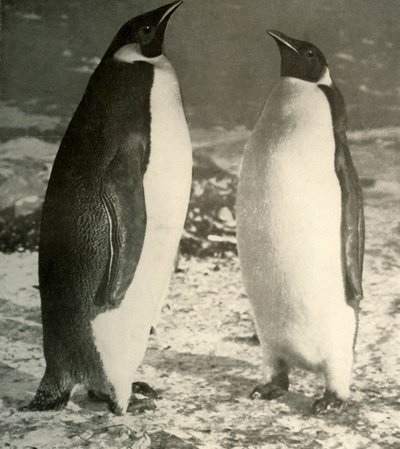 Dos pingüinos emperador, c1908 de Unbekannt