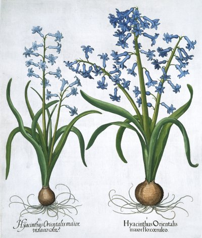 Dos jacintos azules, 1613 de Unbekannt