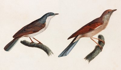 Dos ilustraciones en color de pájaros de Unbekannt