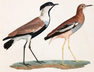 Dos ilustraciones en color de pájaros de Unbekannt