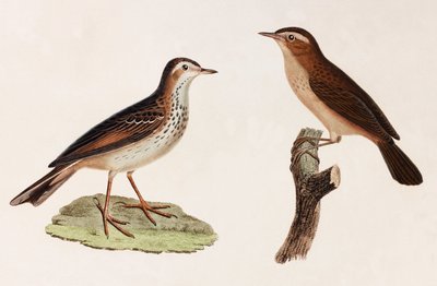Dos ilustraciones en color de pájaros de Unbekannt