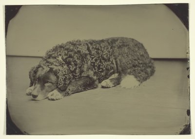 Perro Sin Título de Unbekannt