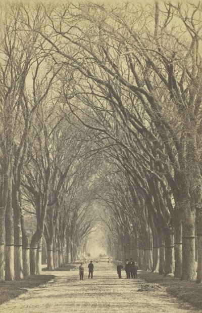 Avenida de árboles sin título, 1840-1900 de Unbekannt
