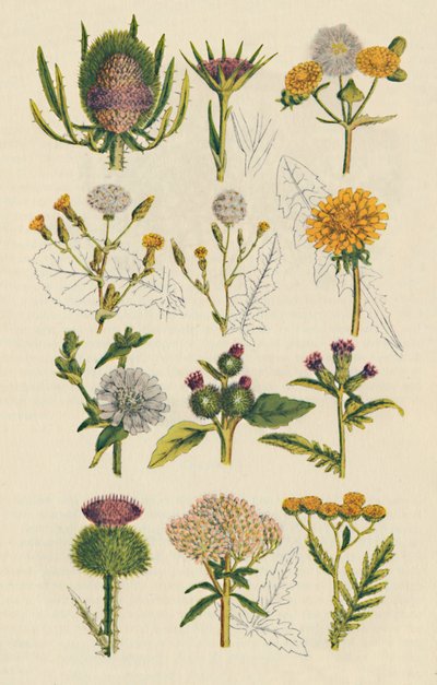 Variedades de flores silvestres británicas, 1947 de Unbekannt