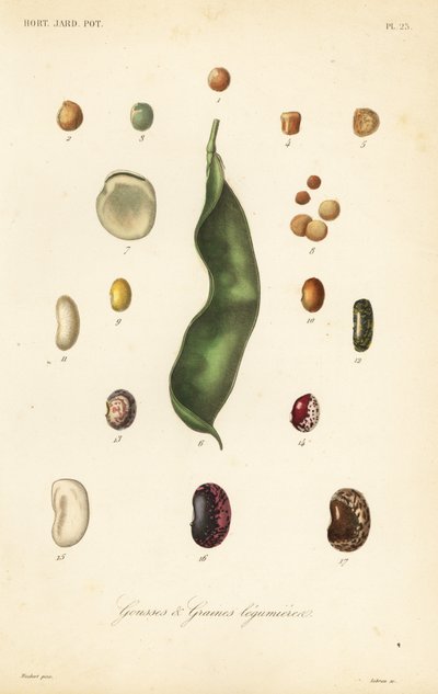Variedades de guisantes y frijoles, gousses et graines legumieres de Unbekannt