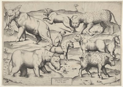 Varios animales de Unbekannt