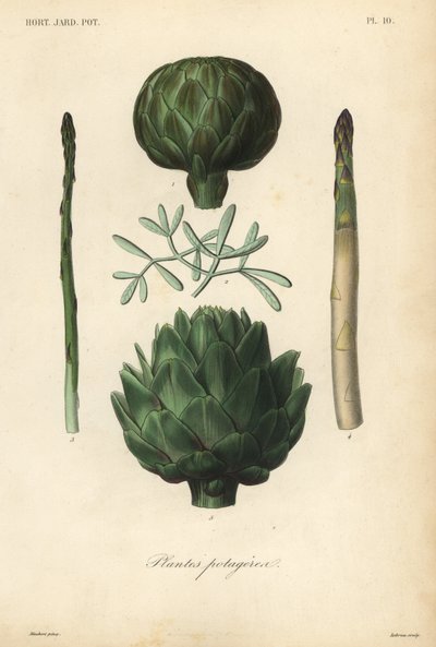 Verduras, plantas de huerto de Unbekannt