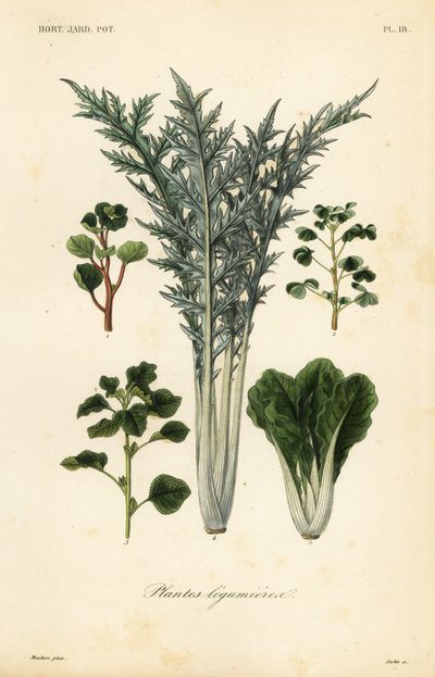 Verduras, plantas leguminosas de Unbekannt