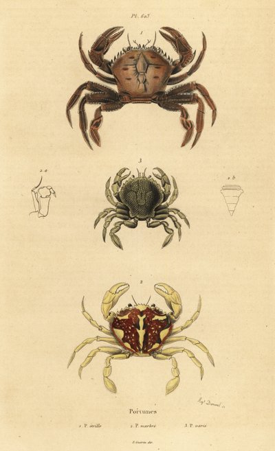 Cangrejo de terciopelo, Necora puber, cangrejo nadador jaspeado, Liocarcinus marmoreus, y cangrejo nadador de Pennant, Portumnus latipes de Unbekannt