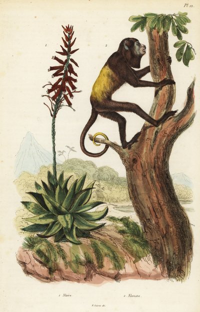 Mono aullador rojo venezolano, Alouatta seniculus 2, y Aloe vera de Unbekannt