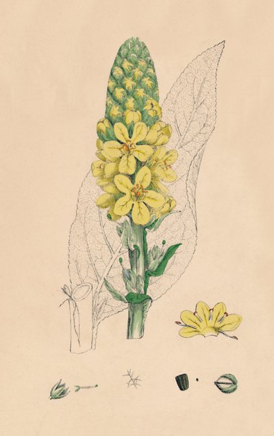 Verbascum Thapsus. Gran Gordolobo, siglo XIX de Unbekannt