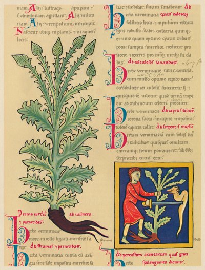 Verbena o Vervena, 1947 de Unbekannt