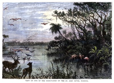 Vista en uno de los afluentes del río St John, Florida, siglo XIX de Unbekannt