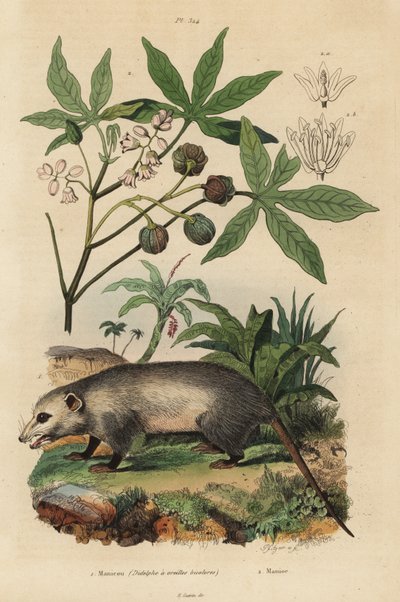 Zarigüeya de Virginia, Didelphis virginiana 1, y yuca o mandioca, Manihot esculenta 2 de Unbekannt