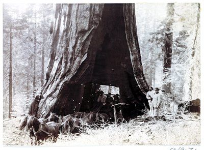 Carro pasando a través de un árbol gigante, América del Norte, c 1900 de Unbekannt