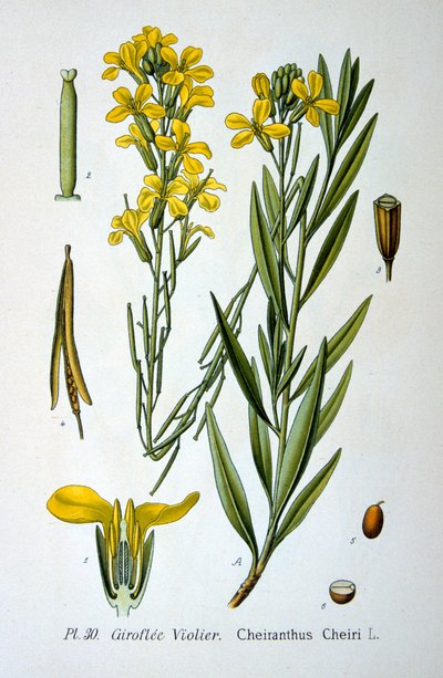 Alhelí, 1893 de Unbekannt