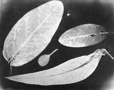 Foto fija de agua Cuatro hojas, verano 1839 de Unbekannt