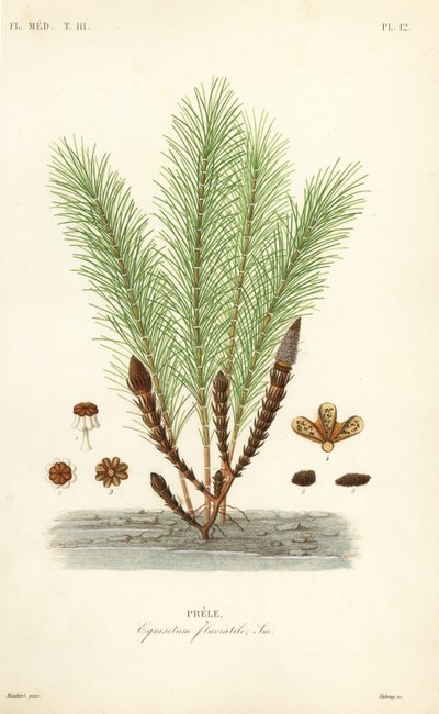 Cola de caballo acuática o cola de pantano, Equisetum fluviatile de Unbekannt