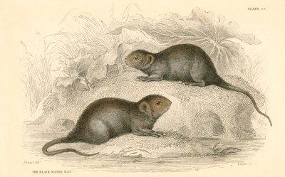 Rata de agua Arvicola terrestris, también conocida como rata de agua negra, 1828 de Unbekannt
