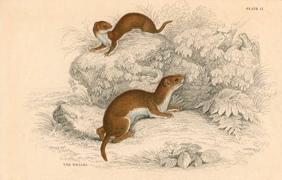 Comadreja Putorius nivalis, Mustela vulgaris, el carnívoro europeo más pequeño, 1828 de Unbekannt