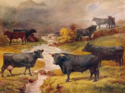 Ganado negro galés, c1906 c1910 de Unbekannt