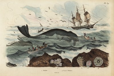 Balleneros cazando una ballena franca del Atlántico Norte, Eubalaena glacialis, en peligro 1, y percebes 2-5. Baleine, Balenes de Unbekannt