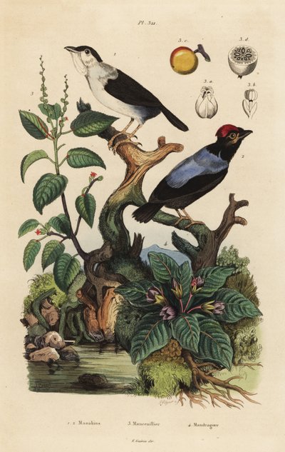 Saltarín de collar blanco, Corapipo altera, saltarín de espalda azul, Chiroxiphia pareola, árbol manzanillo, Hippomane mancinella, y mandrágora, Mandragora officinarum de Unbekannt