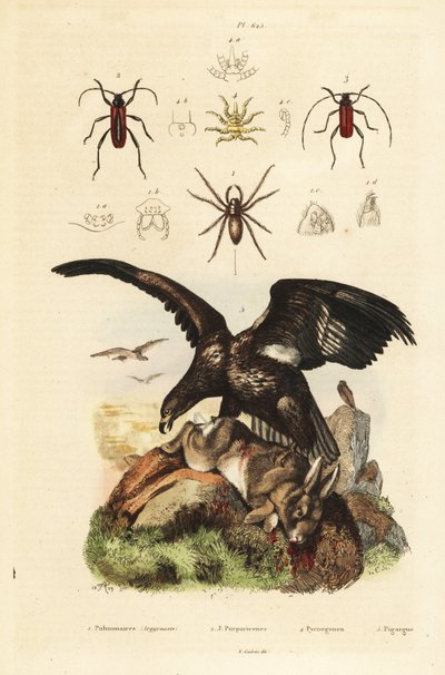 Águila marina de cola blanca, Haliaeetus albicilla, y presa, araña de agua, Argyroneta aquatica, escarabajos Purpuricenus de Unbekannt