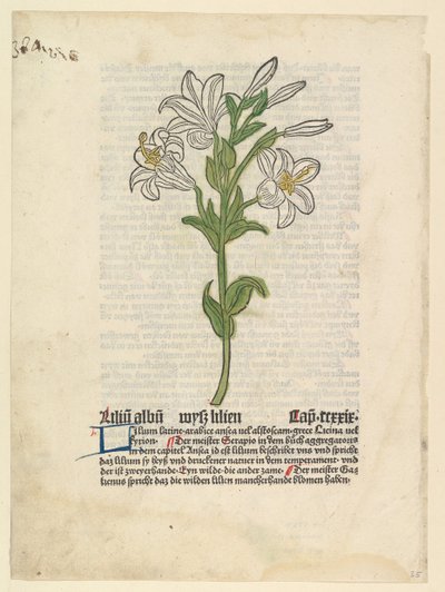 Lirio blanco, ilustración de Gart der Gesundheit Sch.4332, 28 de marzo de 1485 de Unbekannt