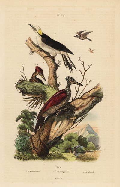 Carpintero blanco, Melanerpes candidus, carpintero pigmeo filipino, Yungipicus maculatus, macho y hembra de Unbekannt