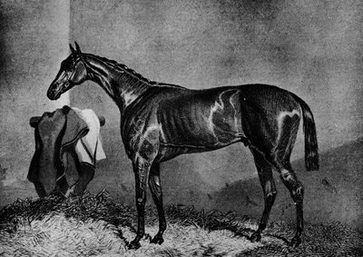 Wild Dayrell, 1852-1870, 1911 de Unbekannt