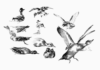 Patos salvajes, 1901 de Unbekannt