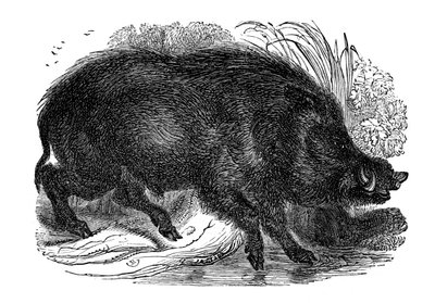 Jabalí, 1848 de Unbekannt