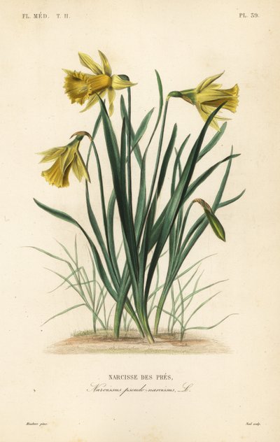 Narciso silvestre o narciso de Cuaresma, Narcissus pseudonarcissus de Unbekannt